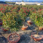 Červienka Fraserova (Photinia × fraseri) ´RED ROBIN´ - výška 110-120 cm, kont. C40L VIACKMENNÝ BONSAJ